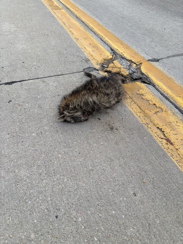 Common Raccoon