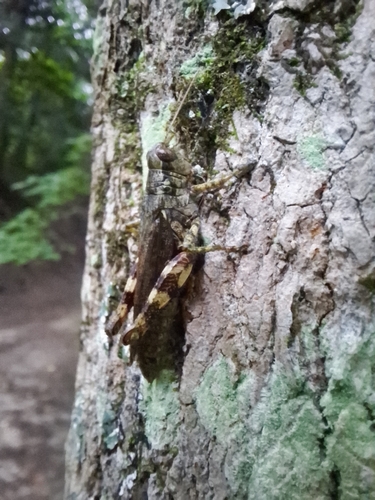 Pine tree Spur-throat Grasshopper