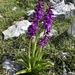 Early Purple Orchid - Photo (c) Julie Dzialoszynski, all rights reserved, uploaded by Julie Dzialoszynski