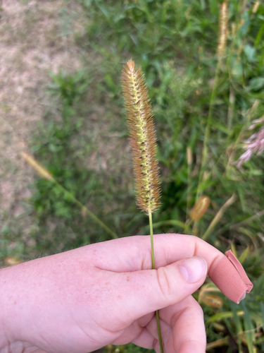 yellow foxtail