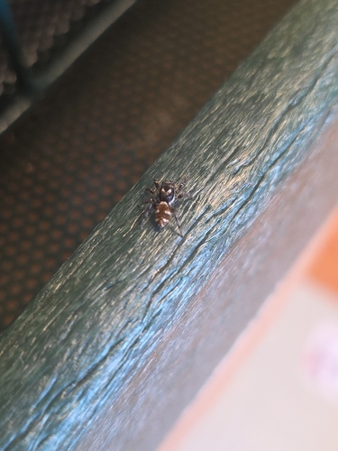 Zebra Jumping Spider