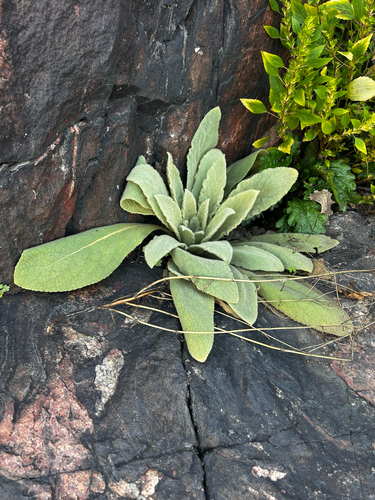 great mullein