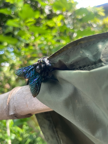 Green-winged Bamboo-Carpenter