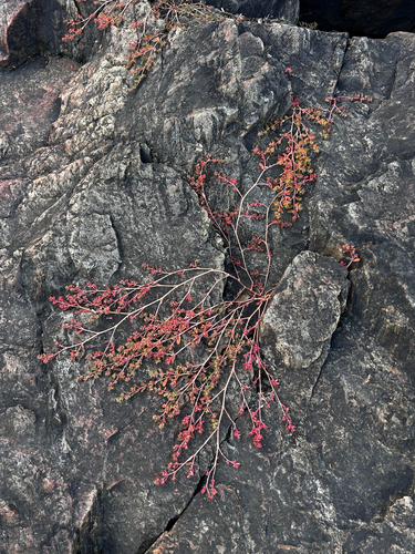 Spotted spurge