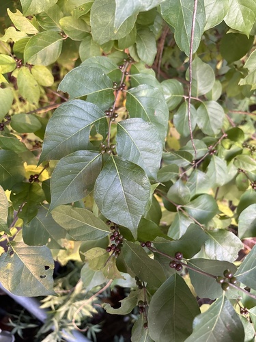 Amur honeysuckle