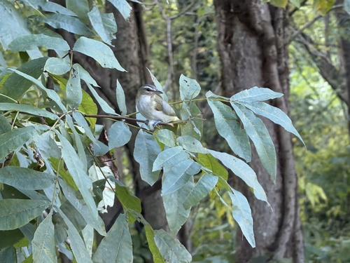 Red-eyed Vireo