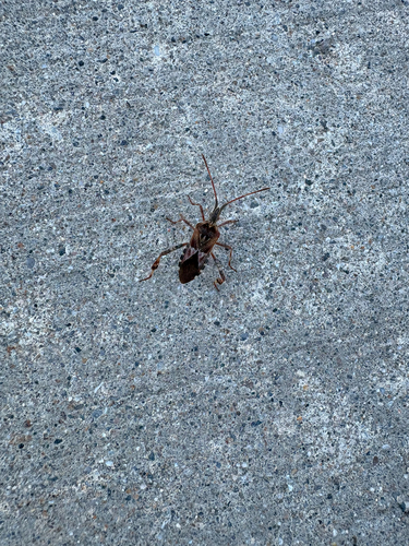 Western Conifer Seed Bug