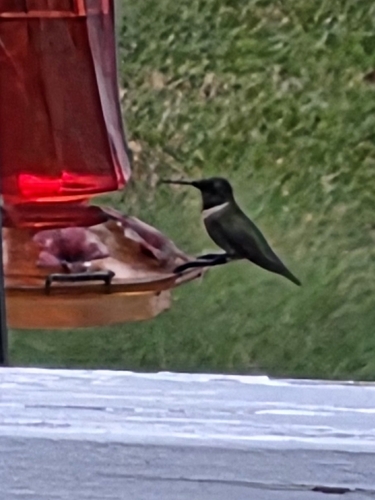Black-chinned Hummingbird
