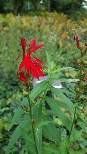 cardinal flower