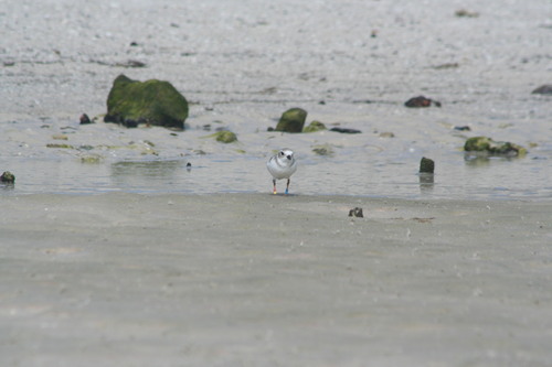 Piping Plover