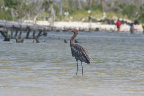 Reddish Egret