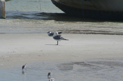 Laughing Gull