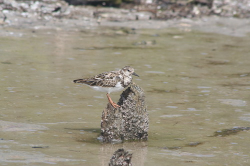 Ruddy Turnstone