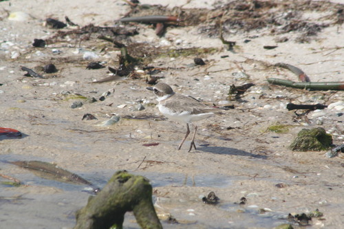 Wilson's Plover