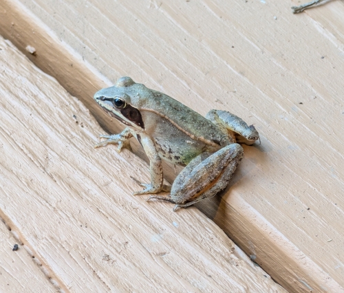 Wood Frog