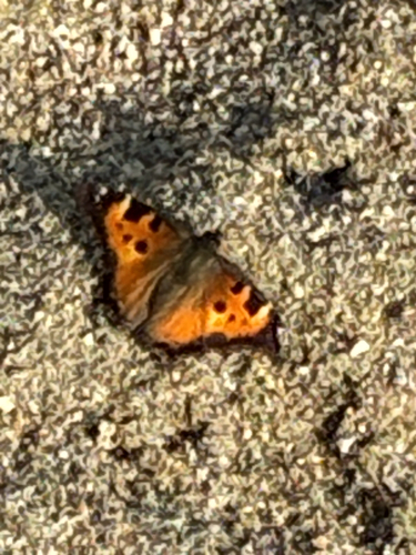California Tortoiseshell