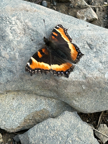 Milbert's Tortoiseshell