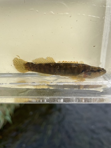 Fantail Darter