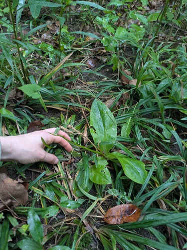 large twayblade