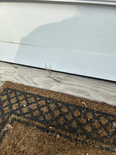 Carolina Mantis