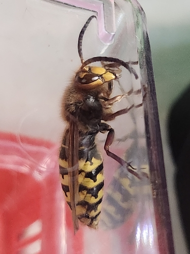 European Hornet