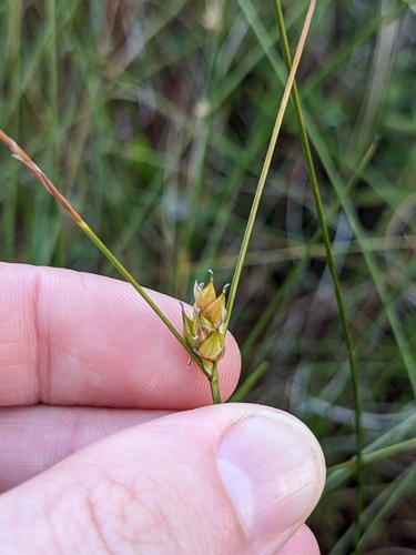 few-seeded sedge