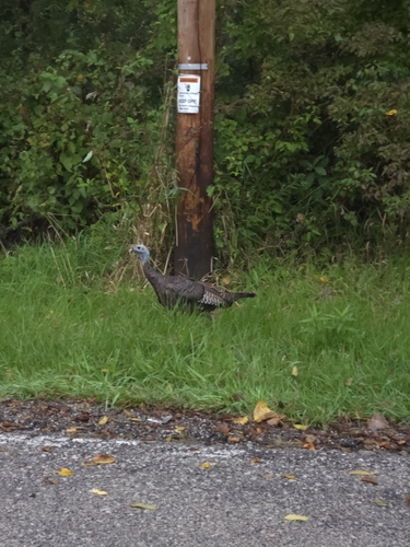 Wild Turkey
