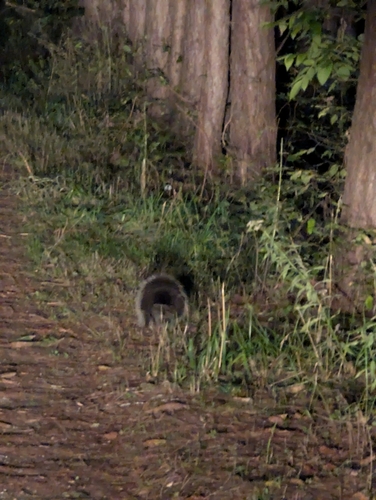 North American Porcupine