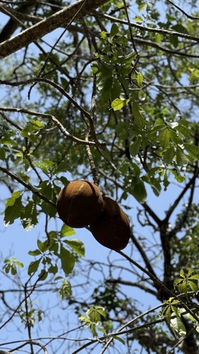 provision tree
