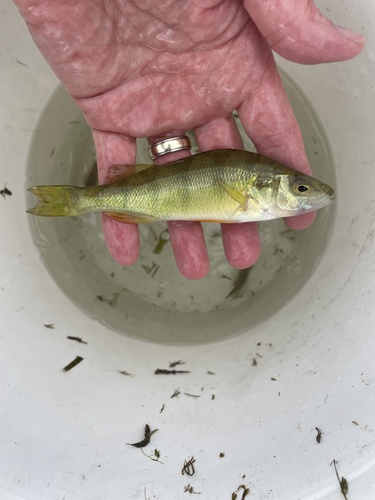 Yellow Perch