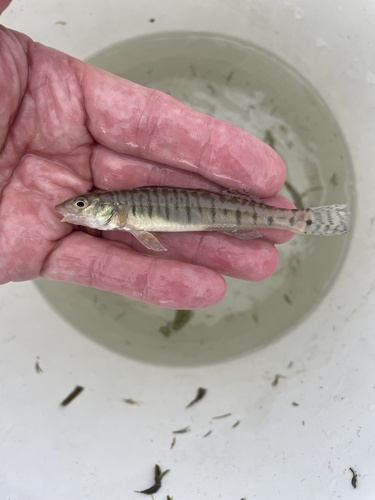 Common Logperch