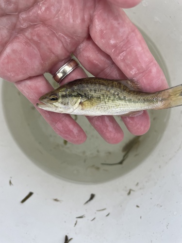Largemouth Bass
