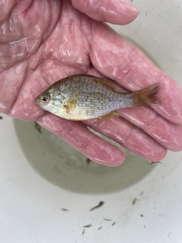 Pumpkinseed