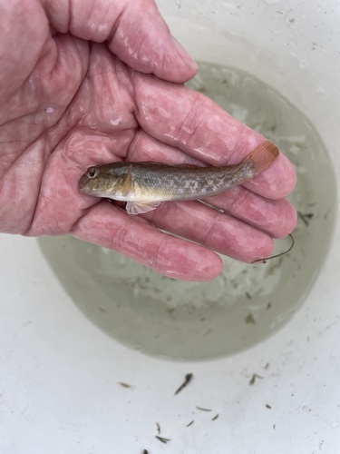 Round Goby