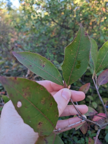 northern wild raisin