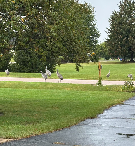 Sandhill Crane