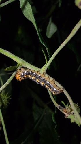 Gold Moth