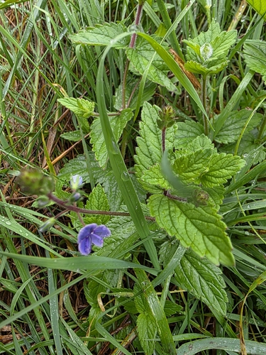 Germander Speedwell
