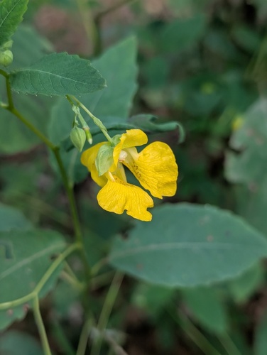 pale jewelweed
