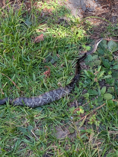 Eastern Ratsnake
