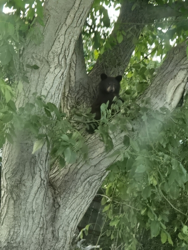 American Black Bear