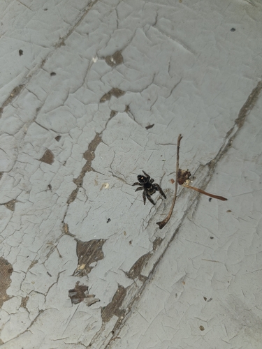 Bold Jumping Spider