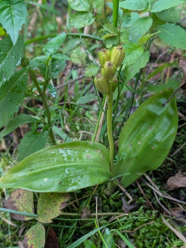 fen orchid