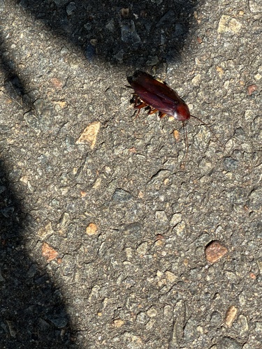 Smokybrown Cockroach