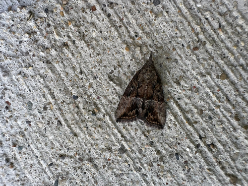 Green Cloverworm Moth
