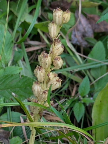 fen orchid