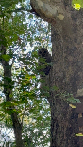 Barred Owl