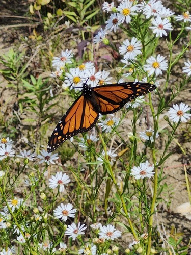 Monarch