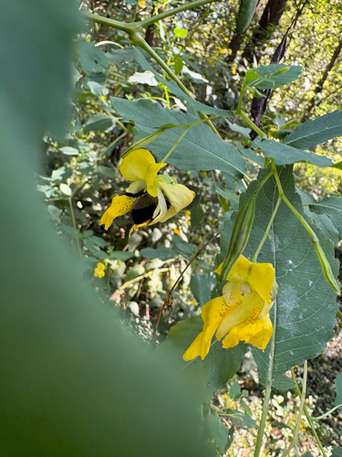 pale jewelweed