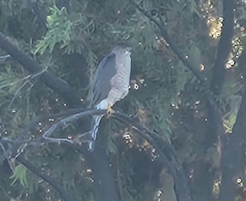Cooper's Hawk